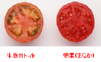 ナガノ《信州生まれの美味しいトマト旬の完熟搾り(190g×30缶)》食塩無添加